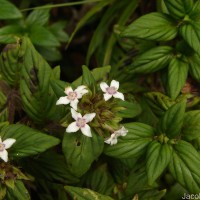 Knoxia platycarpa var. hirsuta (Arn.) Thwaites